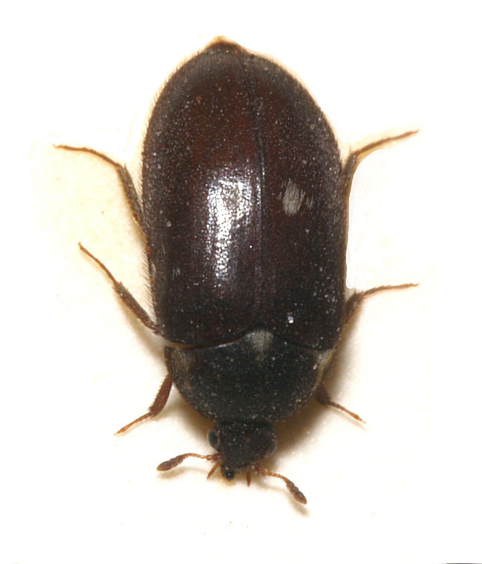 Pelsbille (Attagenus pellio) tydelig synlig