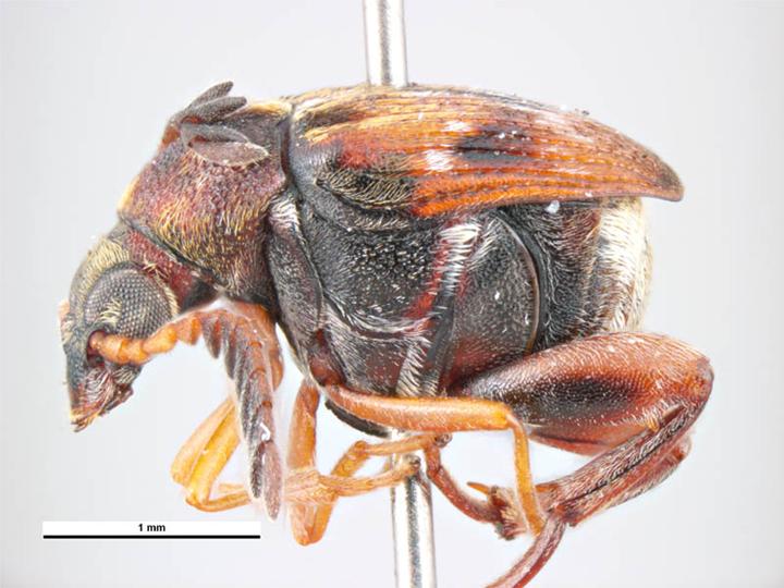 Kinafrøbille (Callosobruchus chinensis), representativ for artikkelen om kinafrøbille og flekket frøbille, tydelig synlig