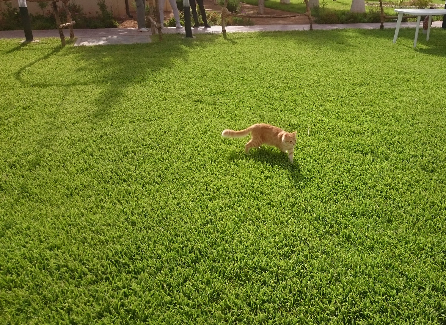 Katt på gress – unikt redaksjonelt bilde til artikkel om katter i kjøkkenhagen