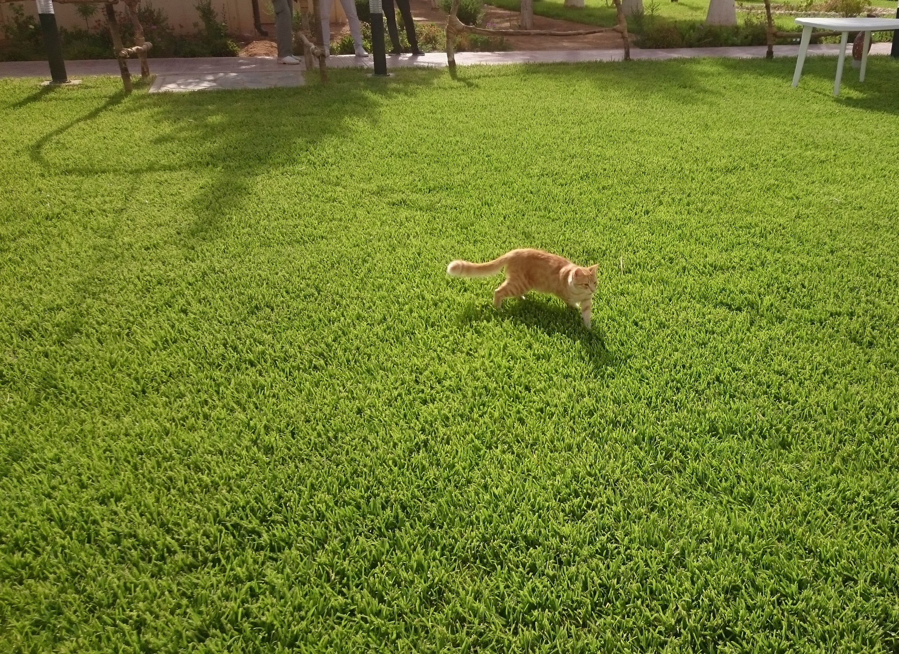 Katt på gress – unikt redaksjonelt bilde til artikkel om katter i kjøkkenhagen