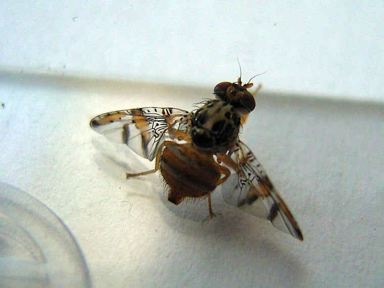 Appelsinflue eller middelhavsfruktflue (Ceratitis capitata) tydelig synlig