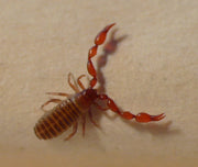Mosskorpion (Chelifer cancroides), representativ art, tydelig synlig