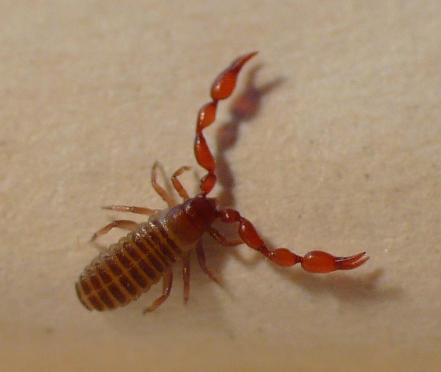 Mosskorpion (Chelifer cancroides), representativ art, tydelig synlig
