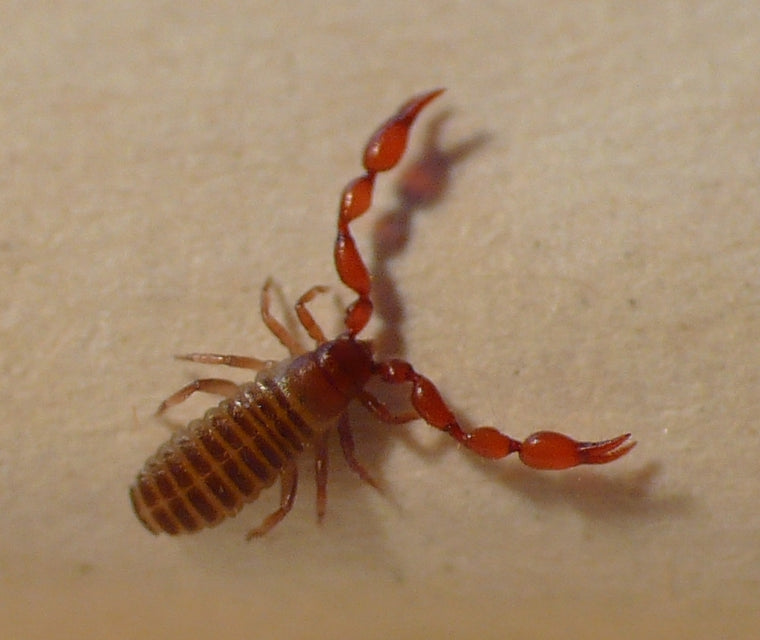 Mosskorpion (Chelifer cancroides), representativ art, tydelig synlig