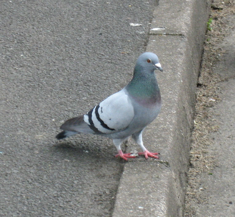 Bydue eller klippedue (Columba livia) tydelig synlig