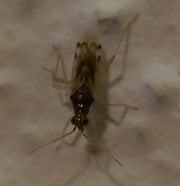 Sviknott (Culicoides impunctatus), representativ sviknottart, tydelig synlig