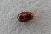 Rød hønsemidd (Dermanyssus gallinae) tydelig synlig