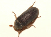 Husklanner (Dermestes haemorrhoidalis) tydelig synlig