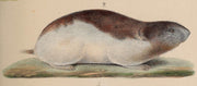 Halsbåndlemen (Dicrostonyx torquatus) tydelig synlig