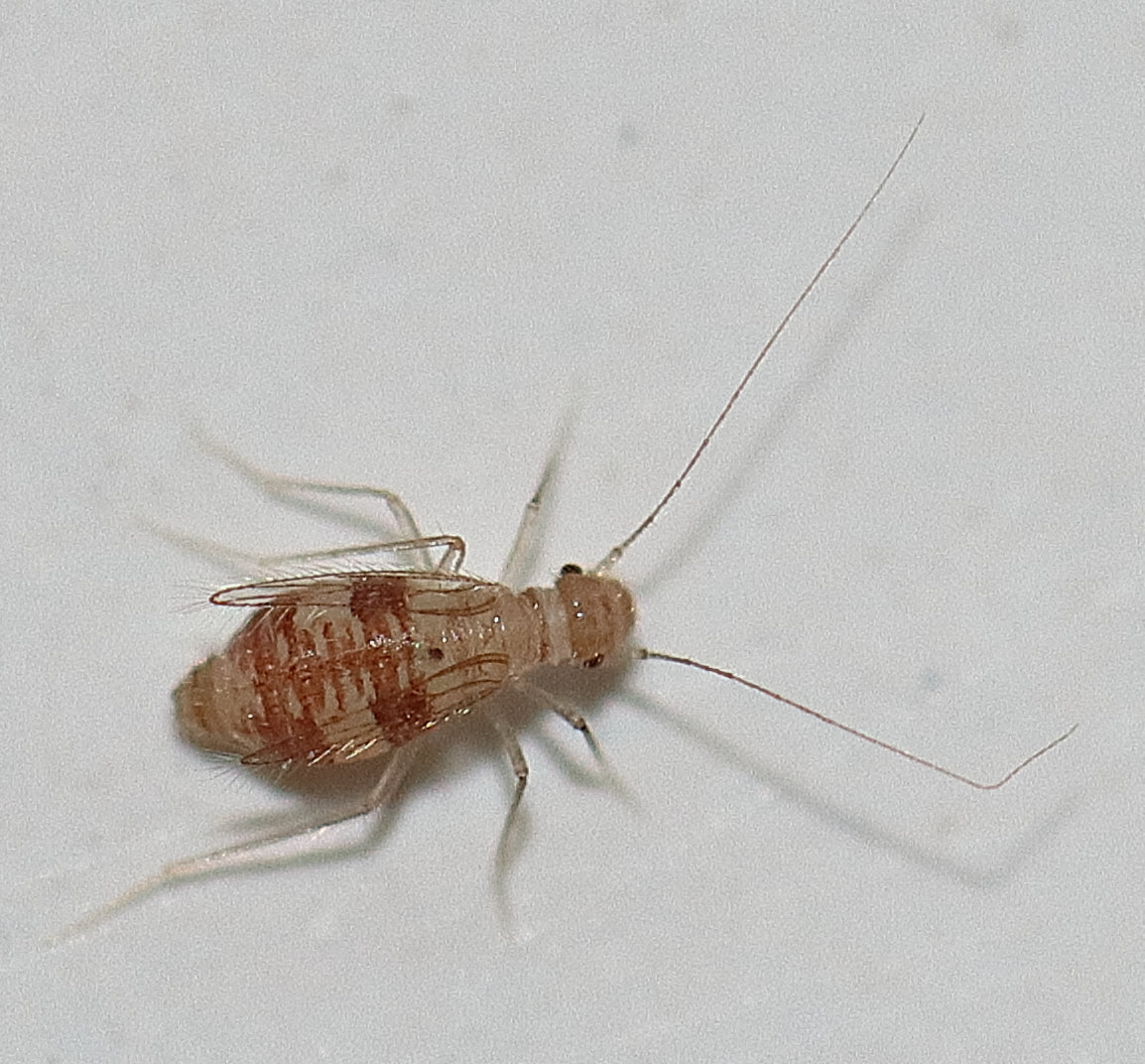 Smalvinget styltestøvlus (Dorypteryx domestica) tydelig synlig