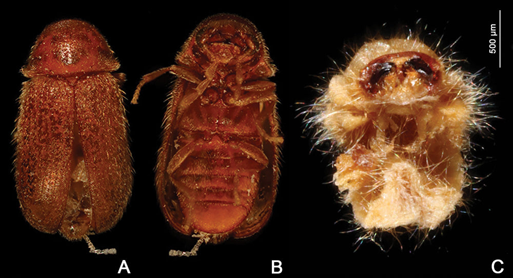 Brødbille (Stegobium paniceum), voksen bille og larve, tydelig synlig