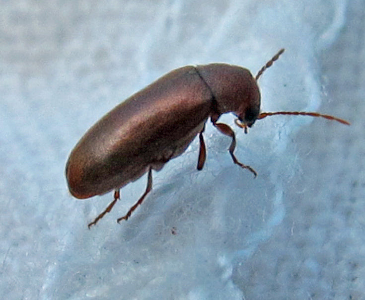 Myk borebille (Ernobius mollis) tydelig synlig