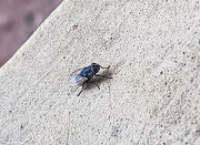 Husflue (Musca domestica) tydelig synlig. Foto: Philipola / Wikimedia Commons, CC0