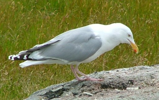 Gråmåke (Larus argentatus), representativ måkeart, tydelig synlig