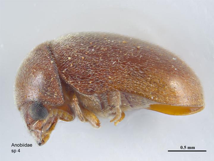 Tobakksbille (Lasioderma serricorne) tydelig synlig