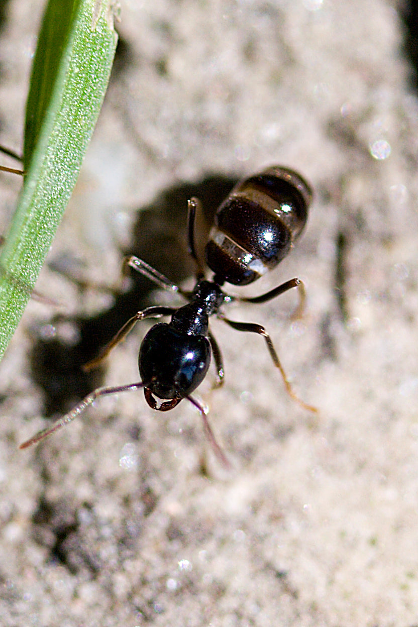 Svart tremaur (Lasius fuliginosus) tydelig synlig