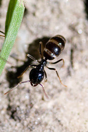 Svart tremaur (Lasius fuliginosus) tydelig synlig
