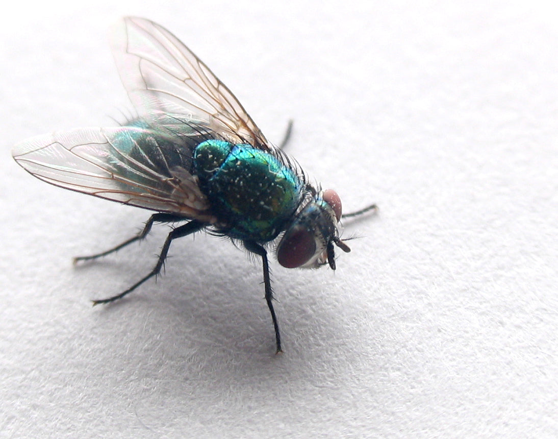 Gullflue (Lucilia sericata), representativ gullflueart, tydelig synlig
