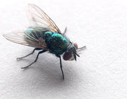 Gullflue (Lucilia sericata), representativ gullflueart, tydelig synlig