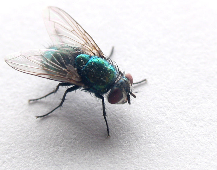 Gullflue (Lucilia sericata), representativ gullflueart, tydelig synlig