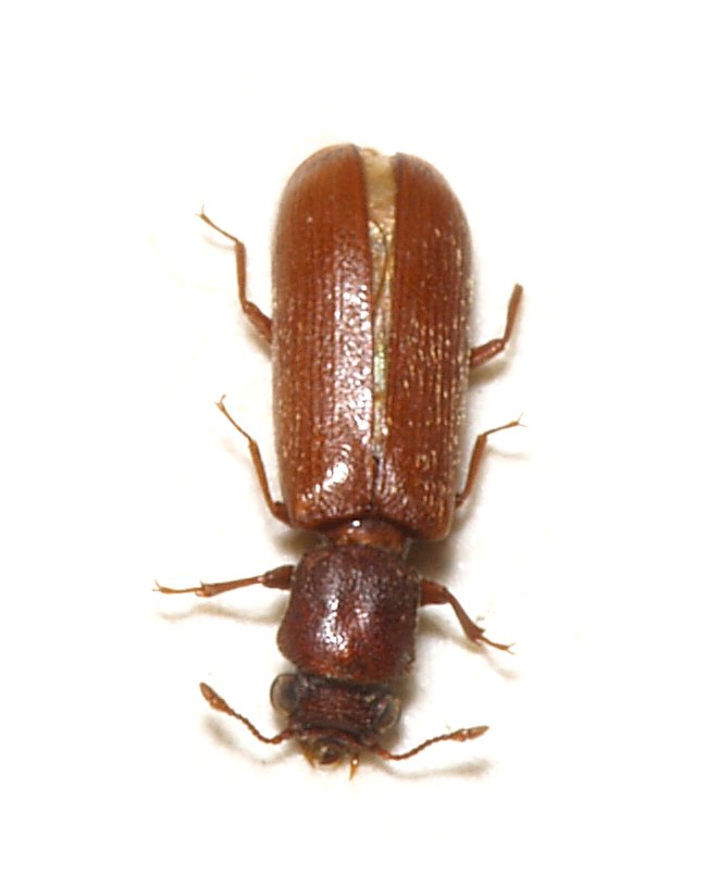 Brun splintvedbille (Lyctus brunneus), representativ splintvedbille, tydelig synlig