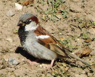 Gråspurv (Passer domesticus) hann tydelig synlig. Foto: Jastrow / Wikimedia Commons, public domain