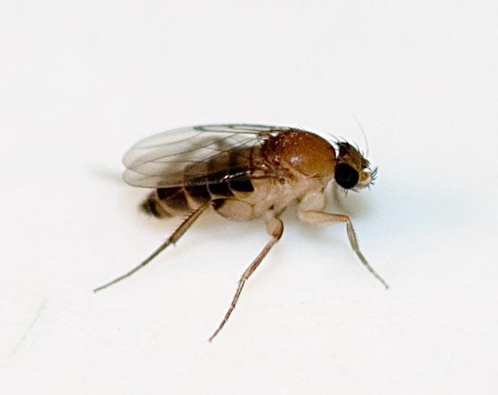 Pukkelflue (Megaselia scalaris), representativ art, tydelig synlig