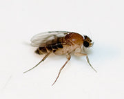 Pukkelflue (Megaselia scalaris), representativ art, tydelig synlig