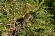 Rødmus (Myodes rutilus) tydelig synlig