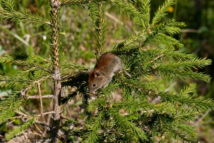 Rødmus (Myodes rutilus) tydelig synlig