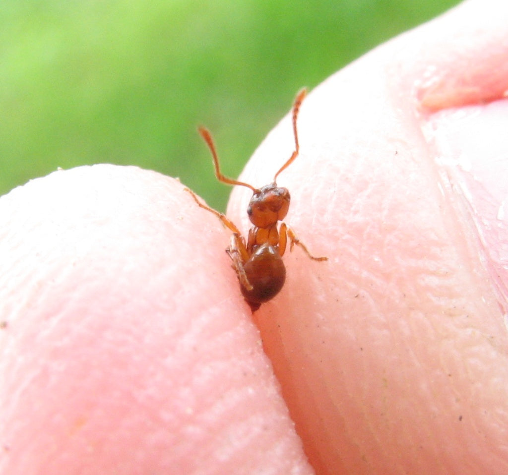 Eitermaur (Myrmica rubra), representativ eitermaurart, tydelig synlig