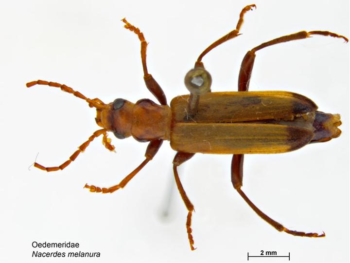 Bolverksbille (Nacerdes melanura) tydelig synlig