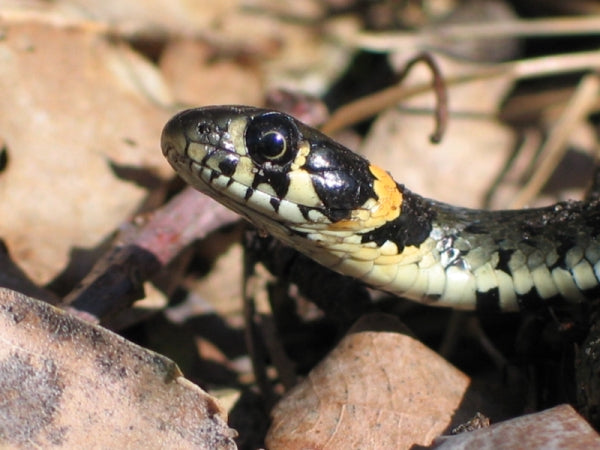 Buorm (Natrix natrix) tydelig synlig