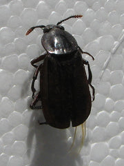 Åtselgraver (Necrodes littoralis) tydelig synlig