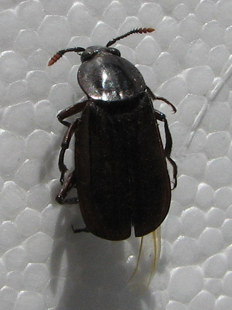 Åtselgraver (Necrodes littoralis) tydelig synlig