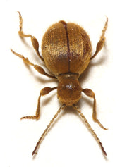 Messingbille (Niptus hololeucus) tydelig synlig