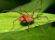 Vevkjerring (orden Opiliones) tydelig synlig. Foto: Bruce Marlin / Wikimedia Commons, CC BY-SA 2.5