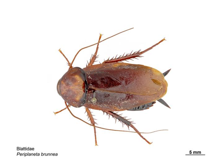 Brun kakerlakk (Periplaneta brunnea) tydelig synlig