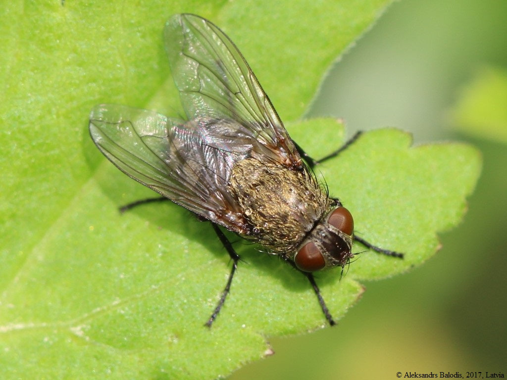 Loftsflue (Pollenia rudis) tydelig synlig