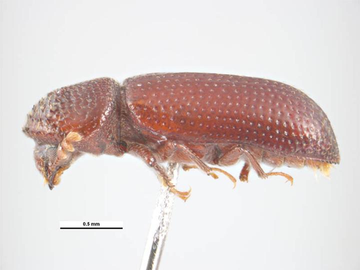 Kornborebille (Rhyzopertha dominica), representativ hettebille, tydelig synlig