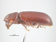 Kornborebille (Rhyzopertha dominica), representativ hettebille, tydelig synlig