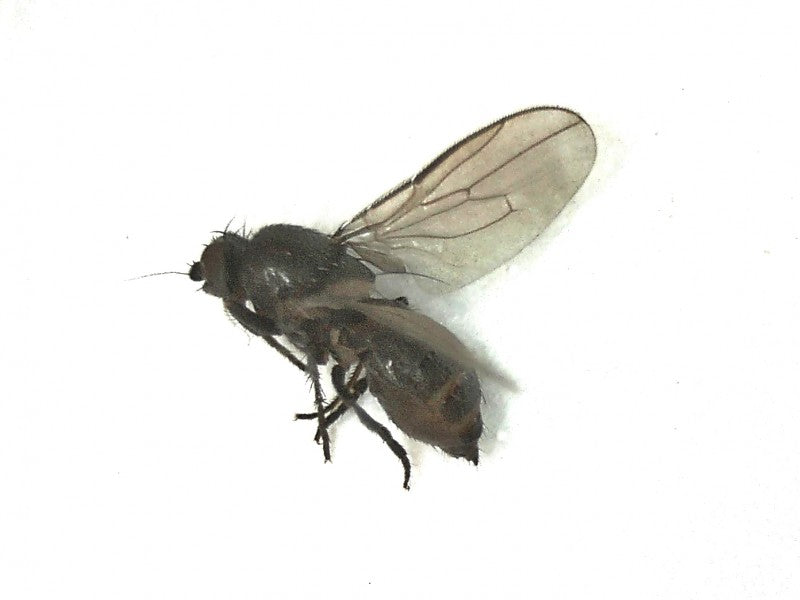 Voksen springflue (familien Sphaeroceridae) tydelig synlig. Foto: Wikimedia Commons, CC BY 3.0