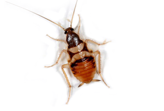 Brunbeltet kakerlakk (Supella longipalpa) tydelig synlig