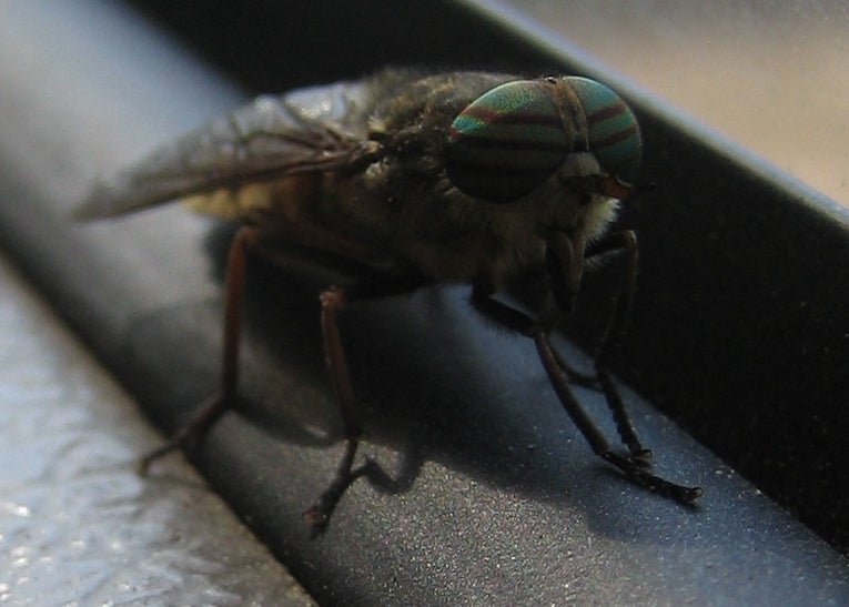 Klegg (Tabanus bovinus), representativ kleggart, tydelig synlig