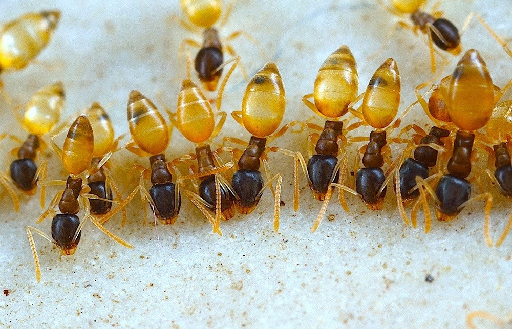 Spøkelsesmaur (Tapinoma melanocephalum) tydelig synlig