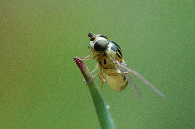 Gressflue (Thaumatomyia notata) tydelig synlig