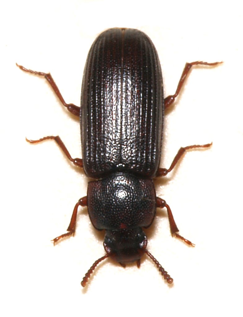 Brunsvart melbille (Tribolium destructor) tydelig synlig