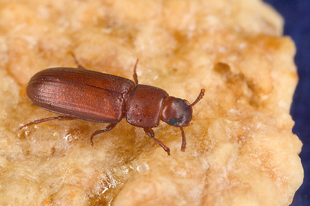 Kastanjebrun melbille (Tribolium castaneum), representativ for artikkelen, tydelig synlig