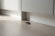 Stor melbille i huset? Se etter fuktige varer eller skjult organisk materiale