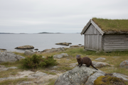 Mink ved hus, brygge eller hønsehold? Sikre det den prøver å nå